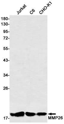 Rabbit Monoclonal Antibody to MMP26