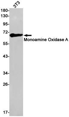 Rabbit Monoclonal Antibody to Monoamine Oxidase A