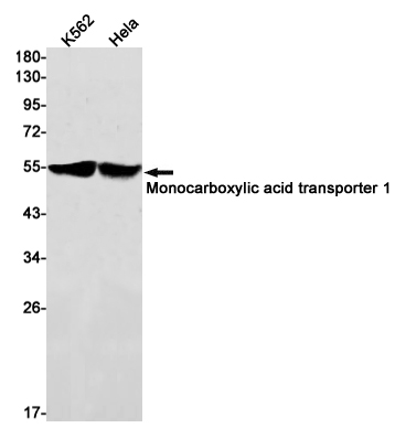 Rabbit Monoclonal Antibody to Monocarboxylic Acid Transporter 1
