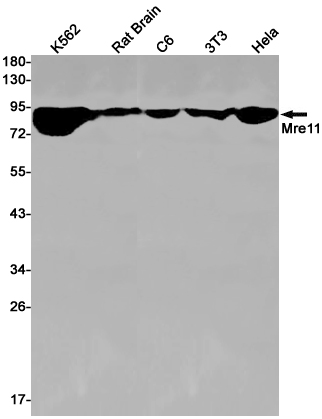 Rabbit Monoclonal Antibody to Mre11