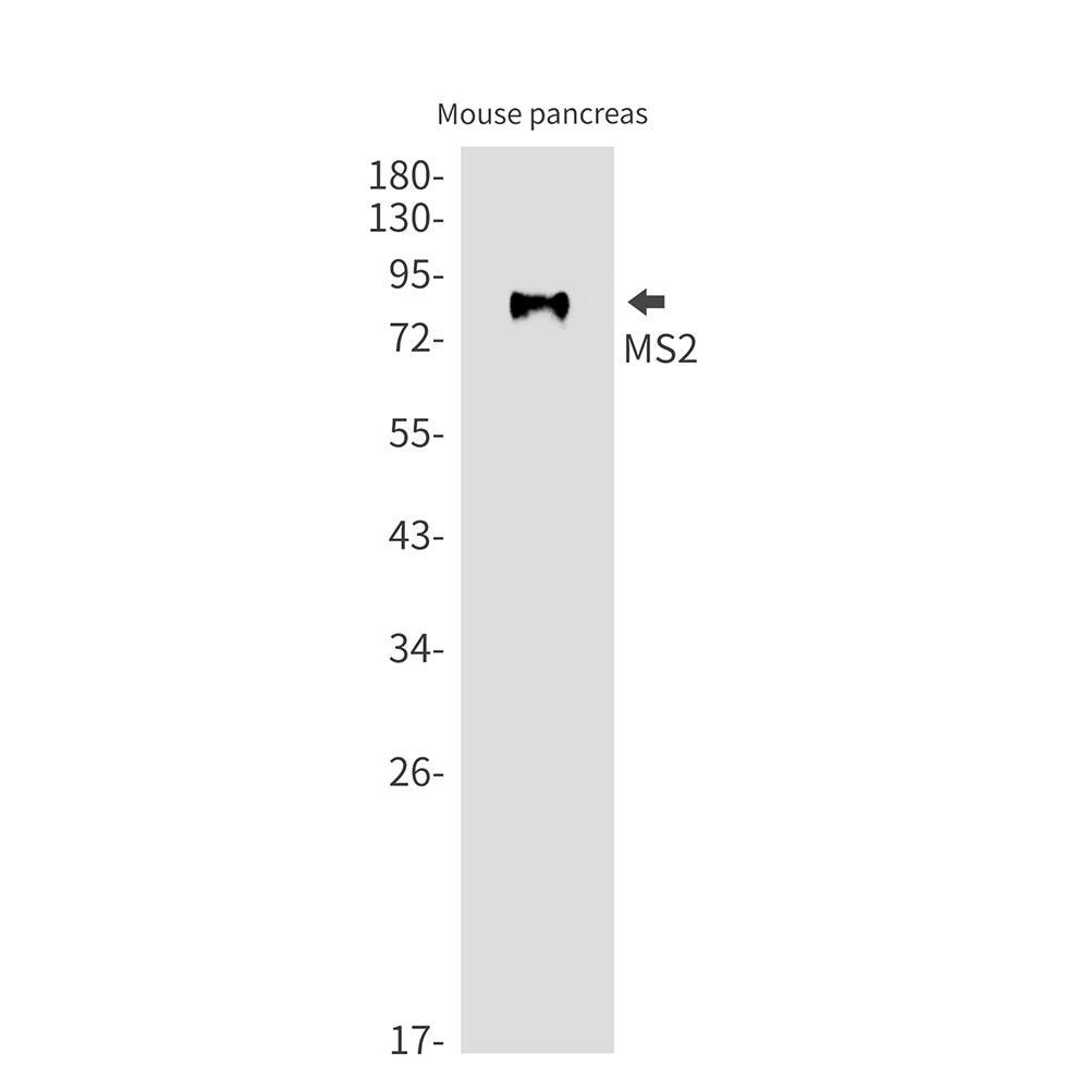 Rabbit Monoclonal Antibody to MS2