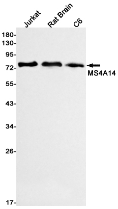 Rabbit Monoclonal Antibody to MS4A14