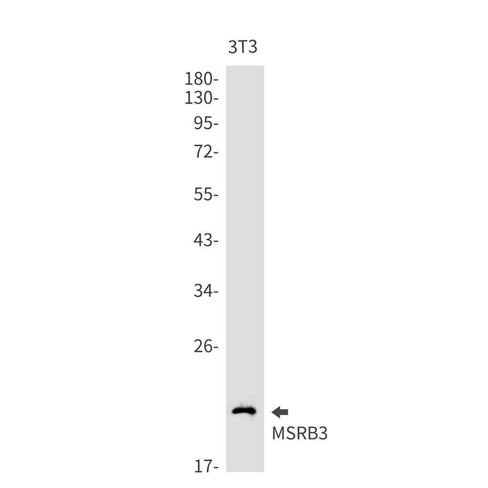 Rabbit Monoclonal Antibody to MSRB3