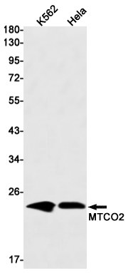 Rabbit Monoclonal Antibody to MTCO2