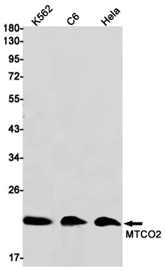 Rabbit Monoclonal Antibody to MTCO2