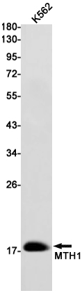 Rabbit Monoclonal Antibody to MTH1
