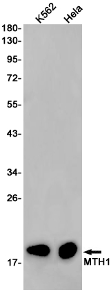 Rabbit Monoclonal Antibody to MTH1