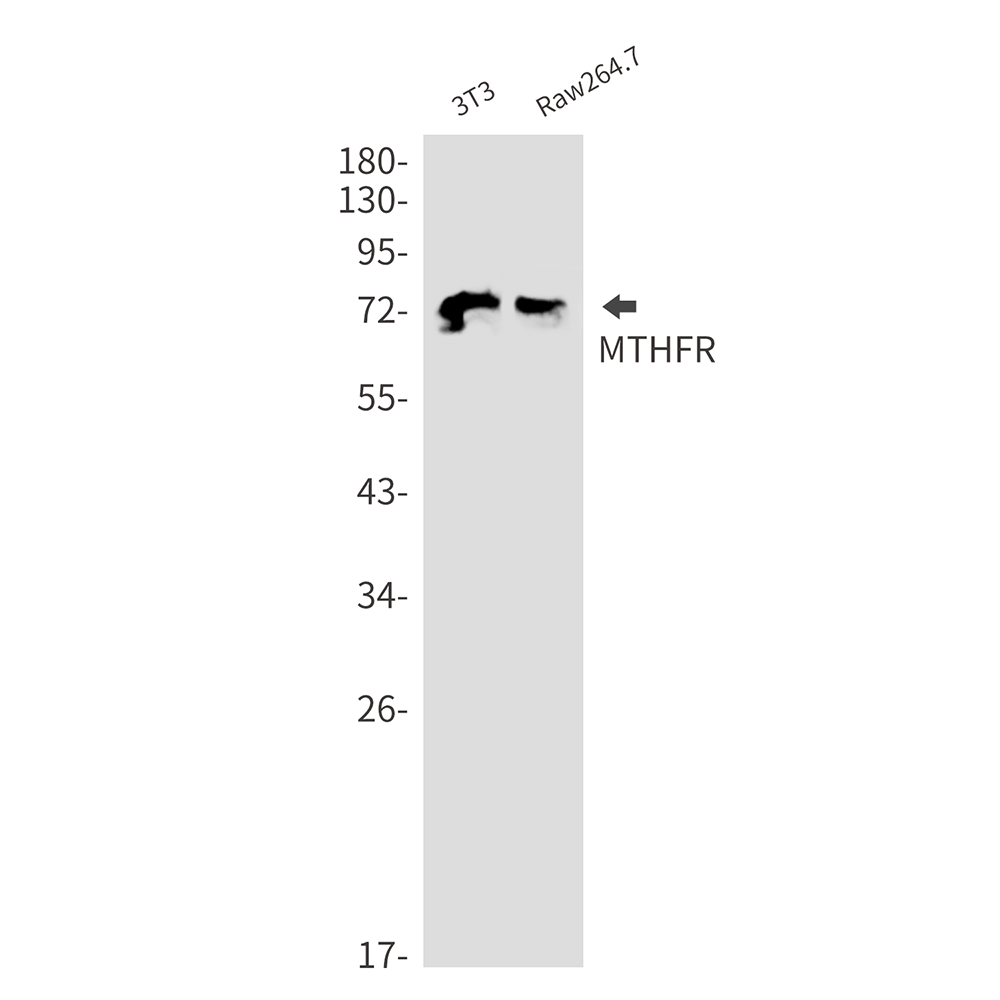 Rabbit Monoclonal Antibody to MTHFR