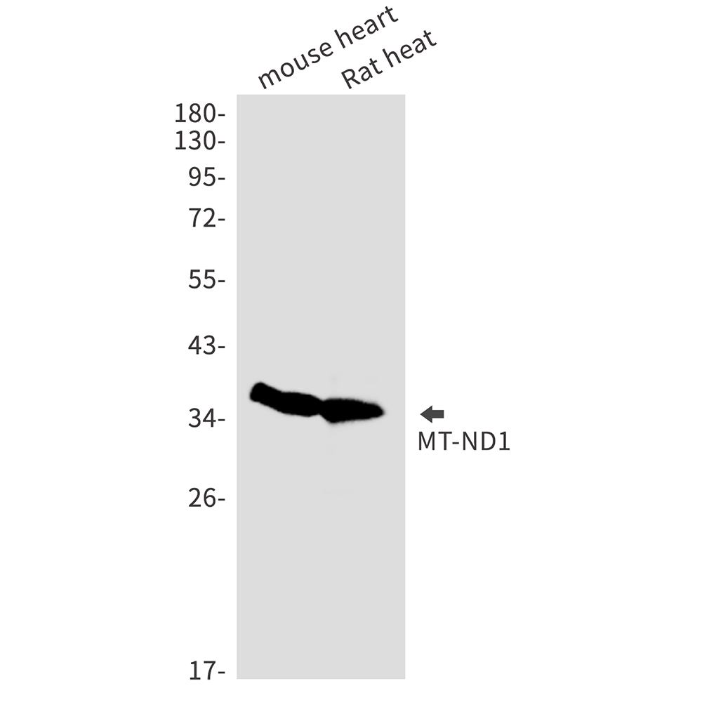 Rabbit Monoclonal Antibody to MT ND1
