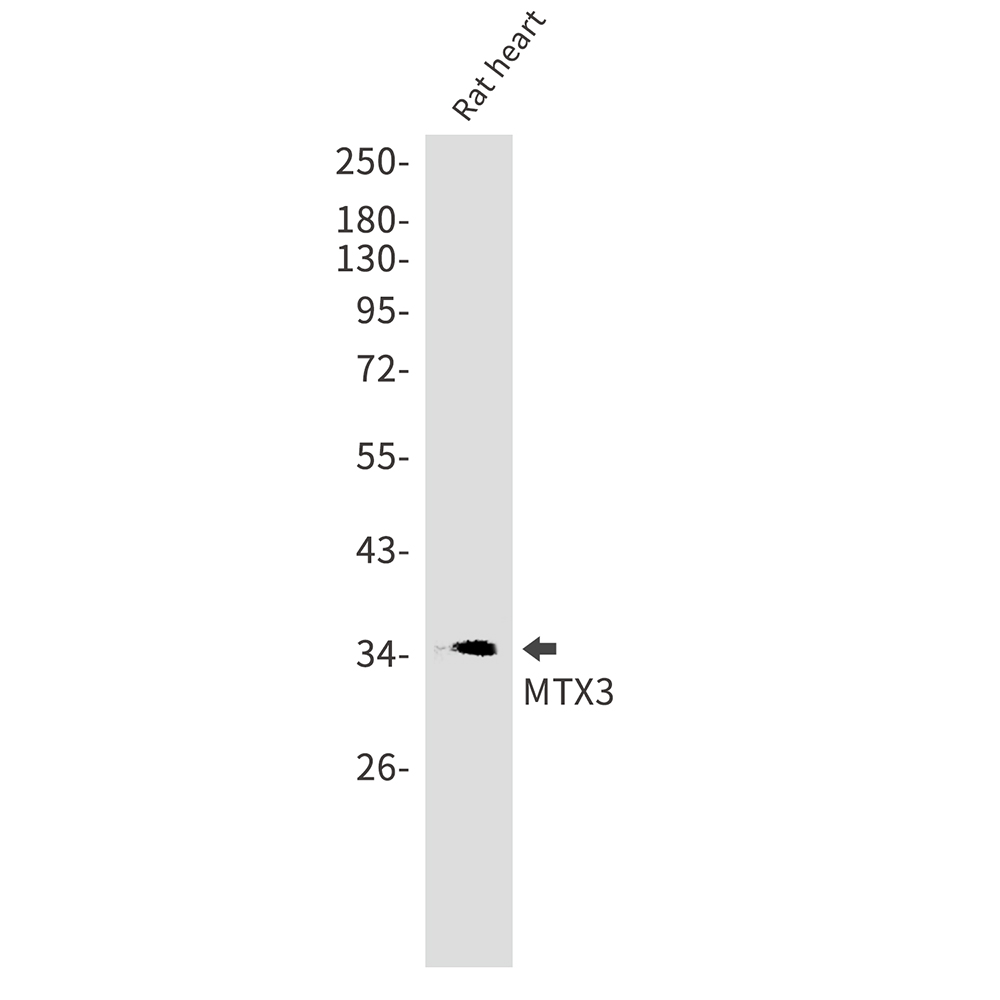 Rabbit Monoclonal Antibody to MTX3