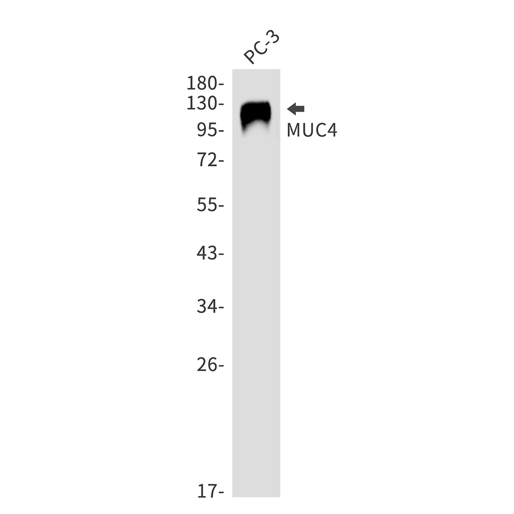 Rabbit Monoclonal Antibody to Mucin 4
