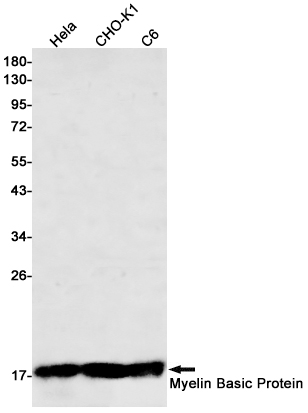Rabbit Monoclonal Antibody to Myelin Basic Protein