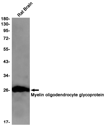 Rabbit Monoclonal Antibody to MOG