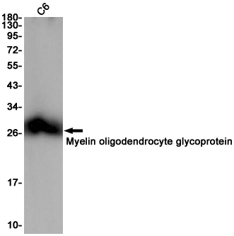 Rabbit Monoclonal Antibody to MOG