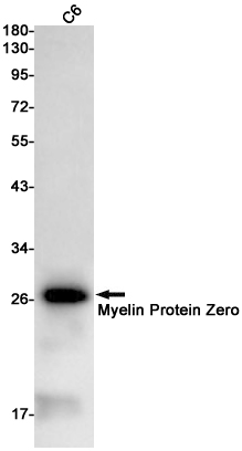 Rabbit Monoclonal Antibody to Myelin Protein Zero