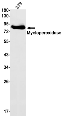Rabbit Monoclonal Antibody to Myeloperoxidase