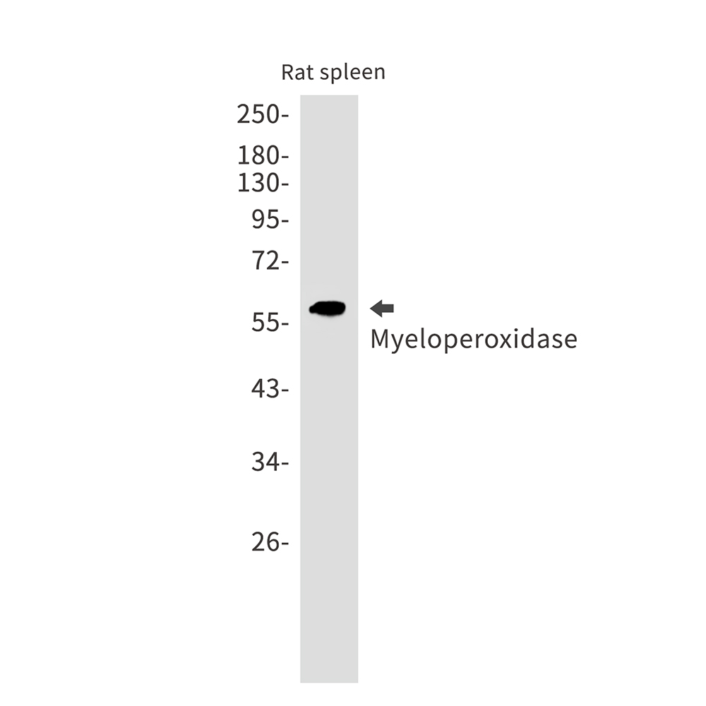 Rabbit Monoclonal Antibody to Myeloperoxidase