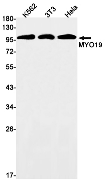 Rabbit Monoclonal Antibody to MYO19