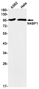 Rabbit Monoclonal Antibody to N4BP1