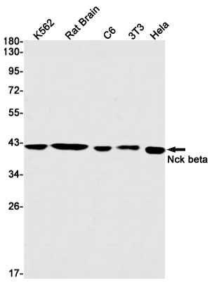 Rabbit Monoclonal Antibody to NCK2