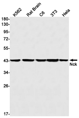 Rabbit Monoclonal Antibody to NCK1
