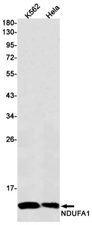 Rabbit Monoclonal Antibody to NDUFA1