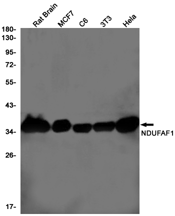 Rabbit Monoclonal Antibody to NDUFAF1