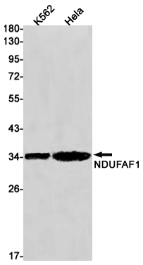 Rabbit Monoclonal Antibody to NDUFAF1