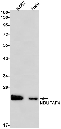 Rabbit Monoclonal Antibody to NDUFAF4