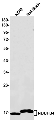 Rabbit Monoclonal Antibody to NDUFB4