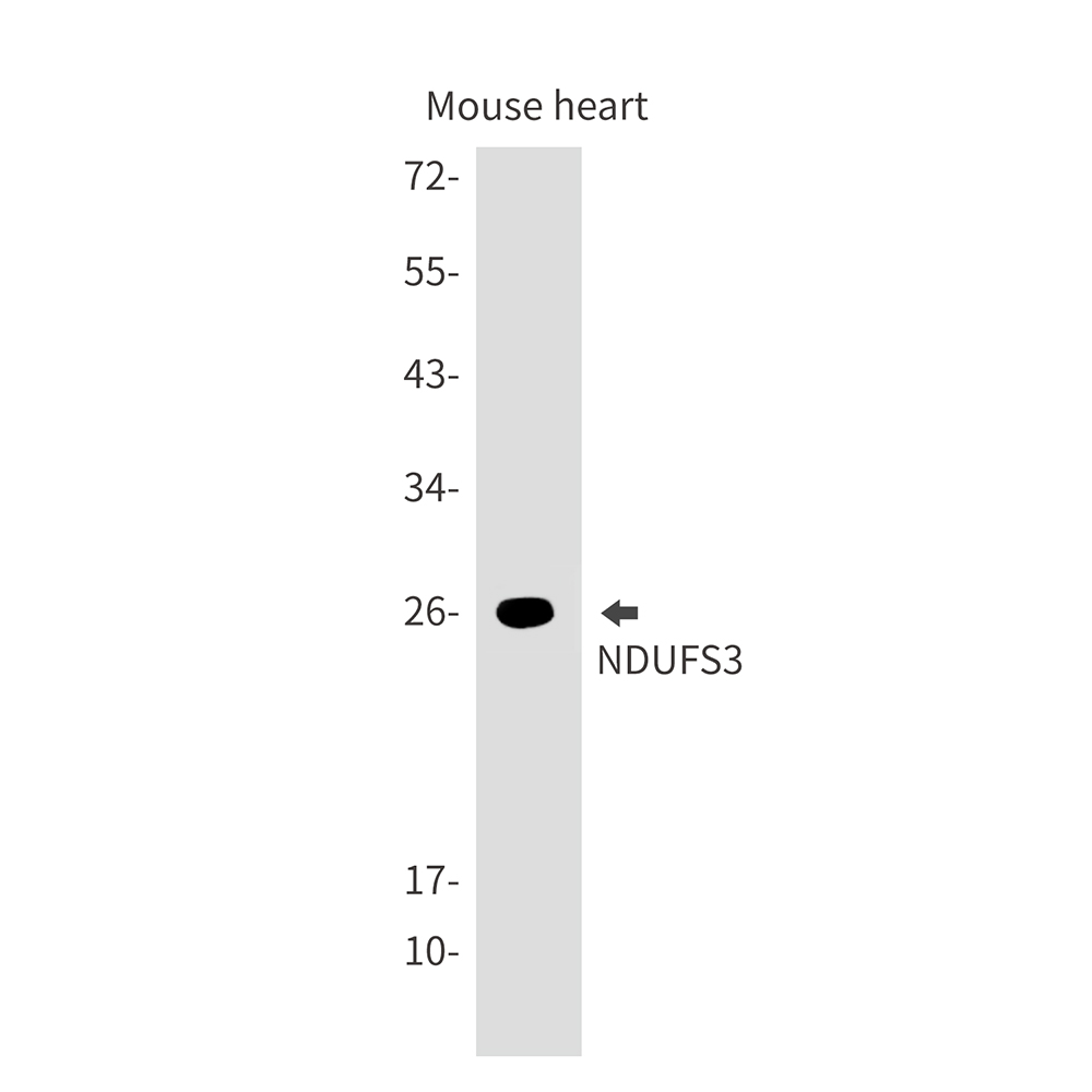Rabbit Monoclonal Antibody to NDUFS3