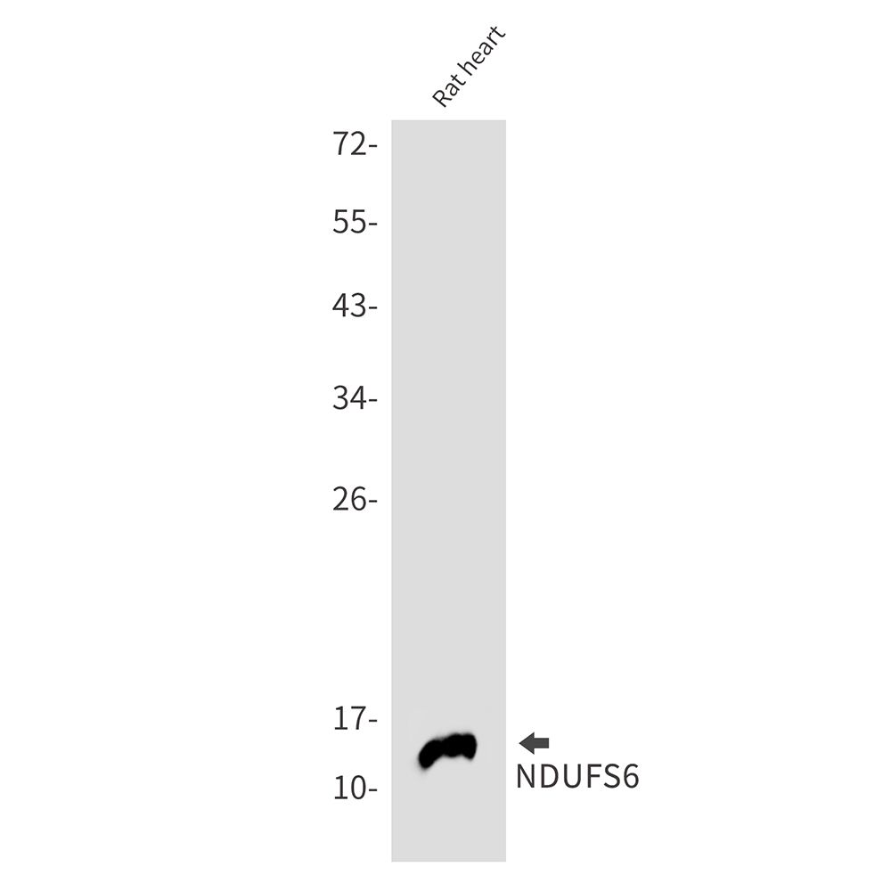 Rabbit Monoclonal Antibody to NDUFS6