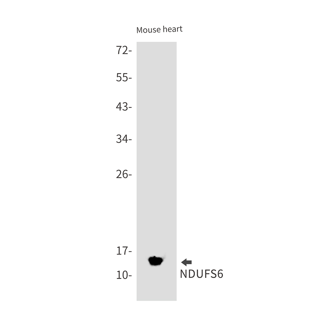 Rabbit Monoclonal Antibody to NDUFS6