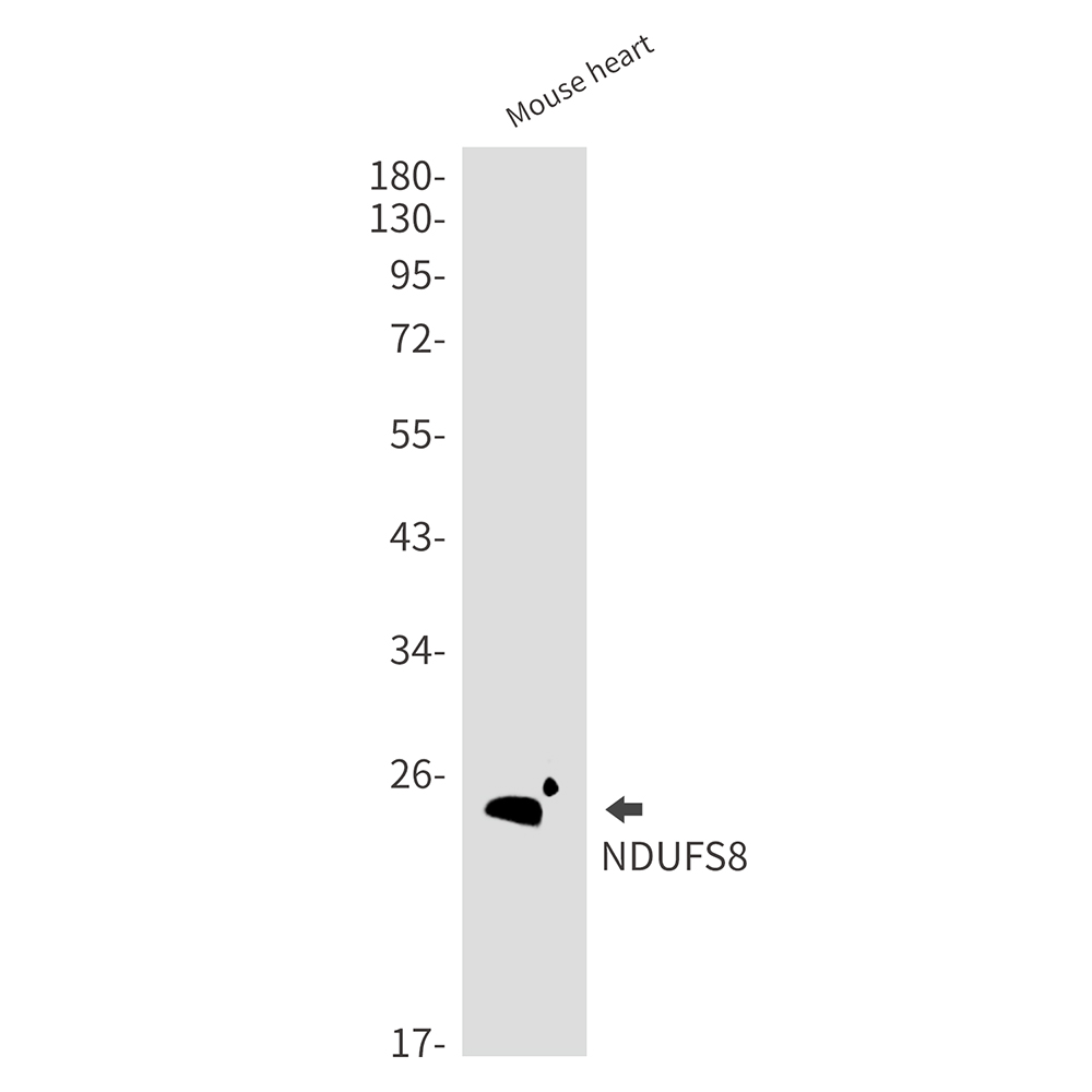 Rabbit Monoclonal Antibody to NDUFS8