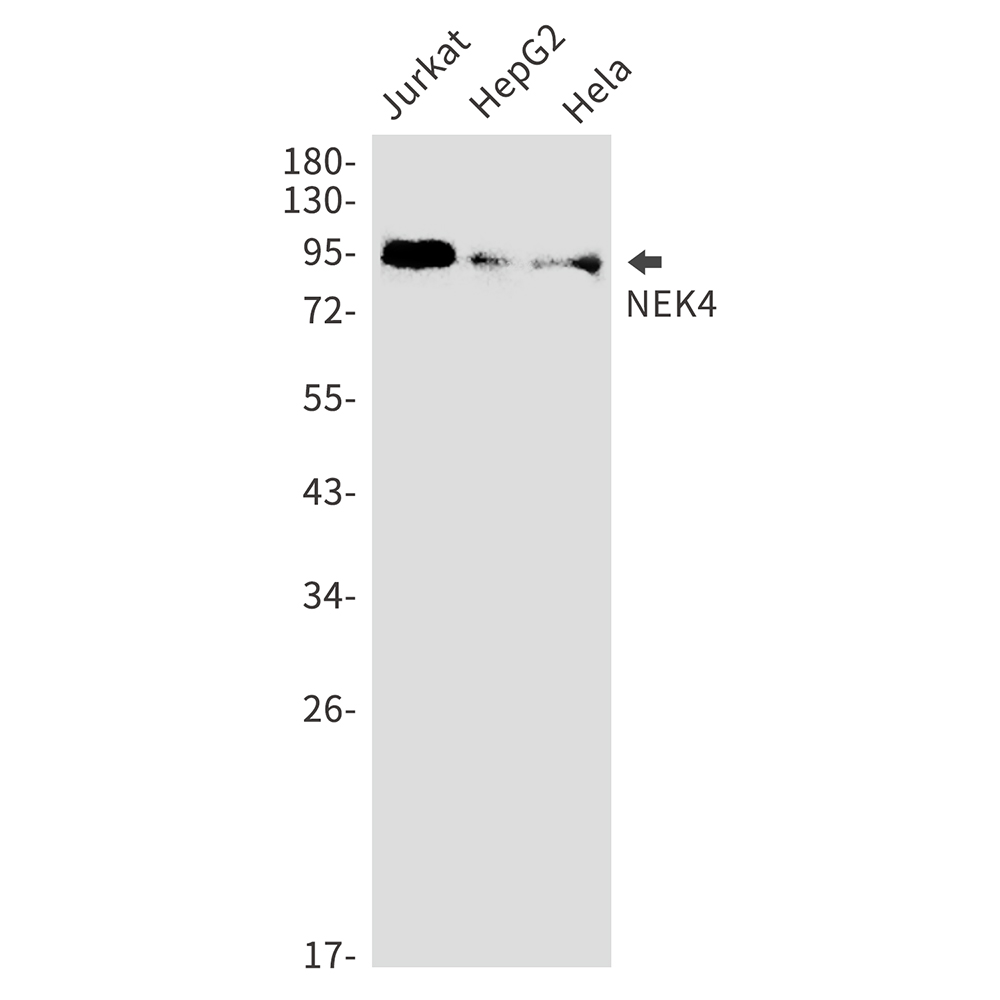 Rabbit Monoclonal Antibody to NEK4