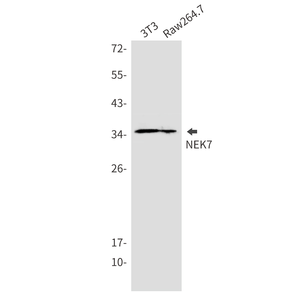 Rabbit Monoclonal Antibody to NEK7