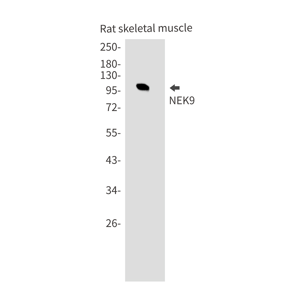 Rabbit Monoclonal Antibody to NEK9