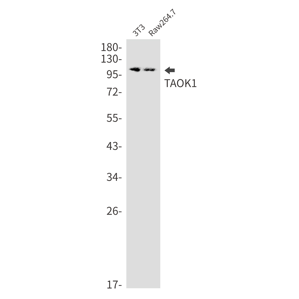Rabbit Monoclonal Antibody to TAOK1