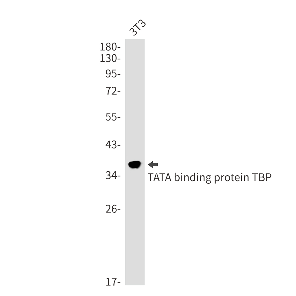 Rabbit Monoclonal Antibody to TATA Box Binding Protein