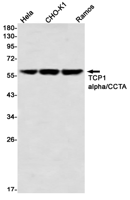 Rabbit Monoclonal Antibody to TCP 1 alpha