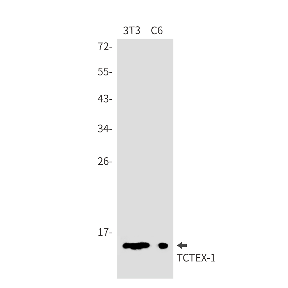Rabbit Monoclonal Antibody to Dynein Light Chain Tctex Type 1