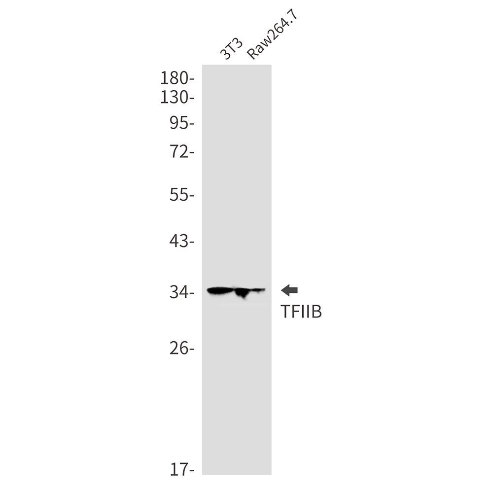 Rabbit Monoclonal Antibody to Transcription Initiation Factor IIB