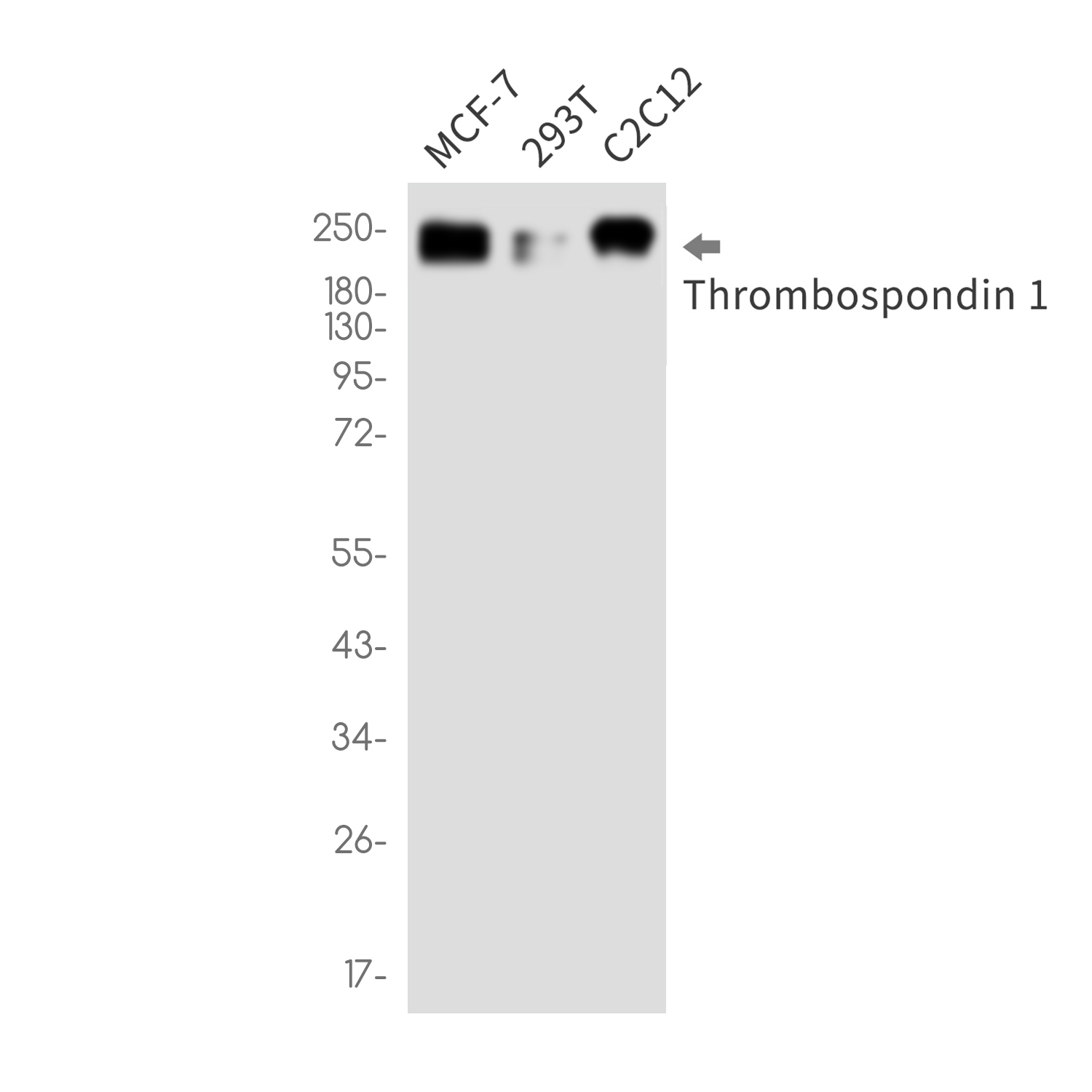 Rabbit Monoclonal Antibody to Thrombospondin 1