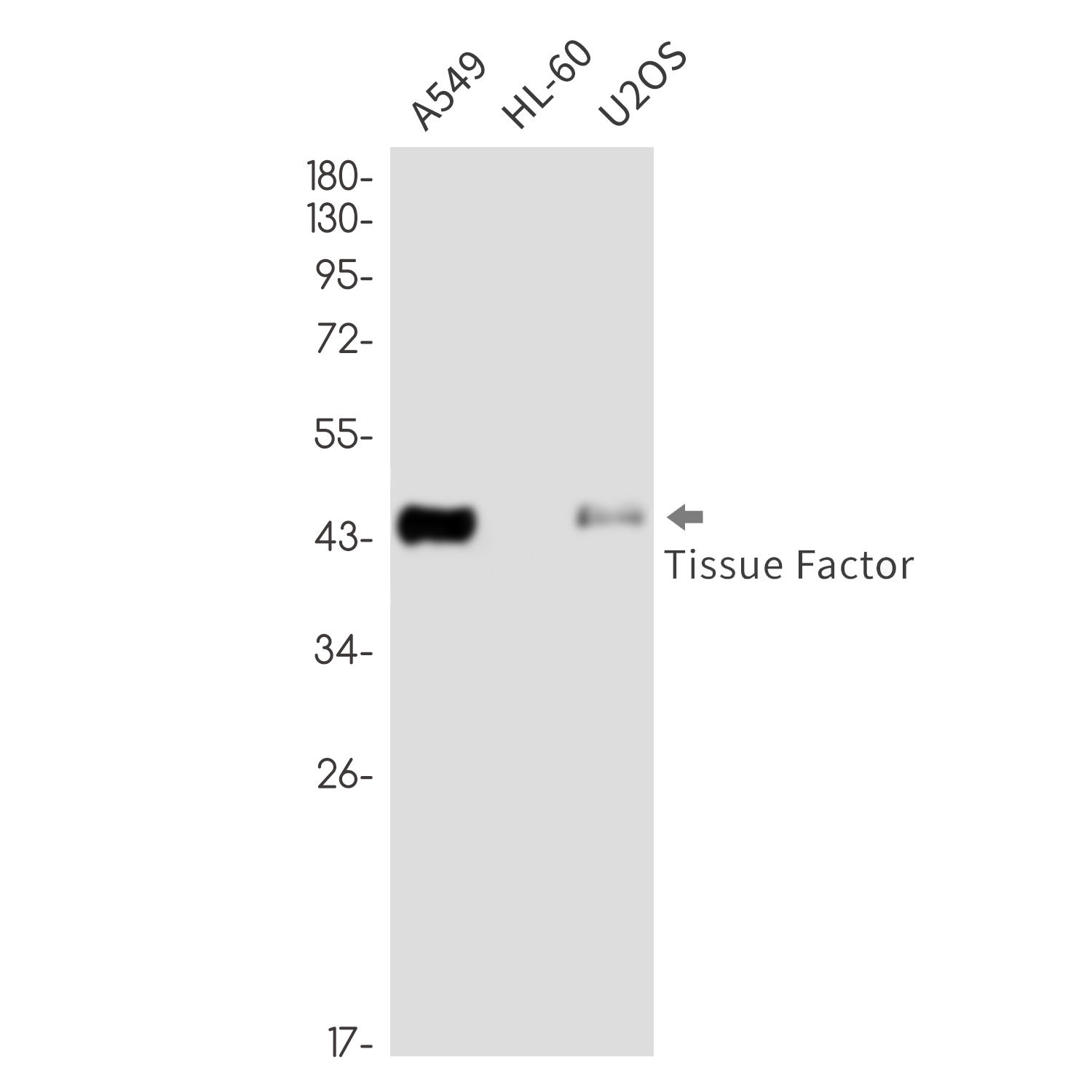 Rabbit Monoclonal Antibody to Tissue Factor