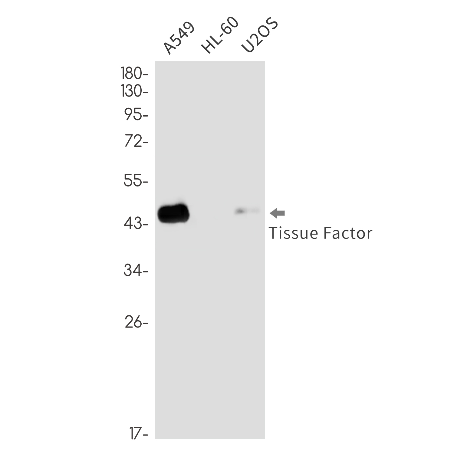 Rabbit Monoclonal Antibody to Tissue Factor