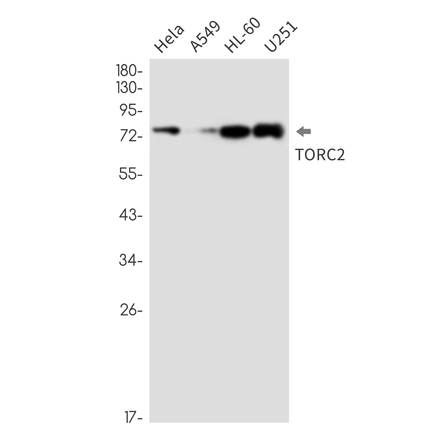 Rabbit Monoclonal Antibody to CREB Regulated Transcription Coactivator 2