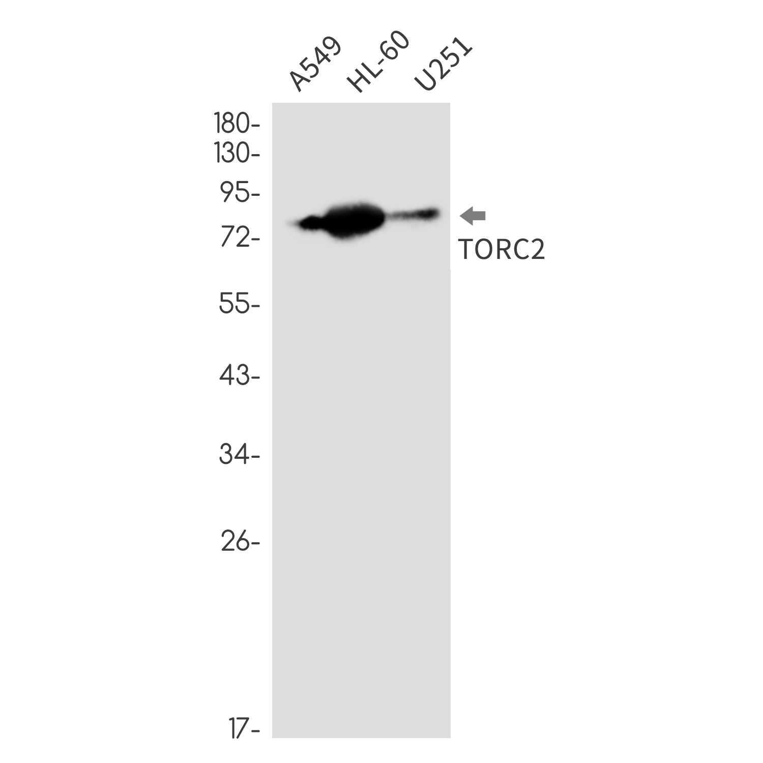 Rabbit Monoclonal Antibody to CREB Regulated Transcription Coactivator 2