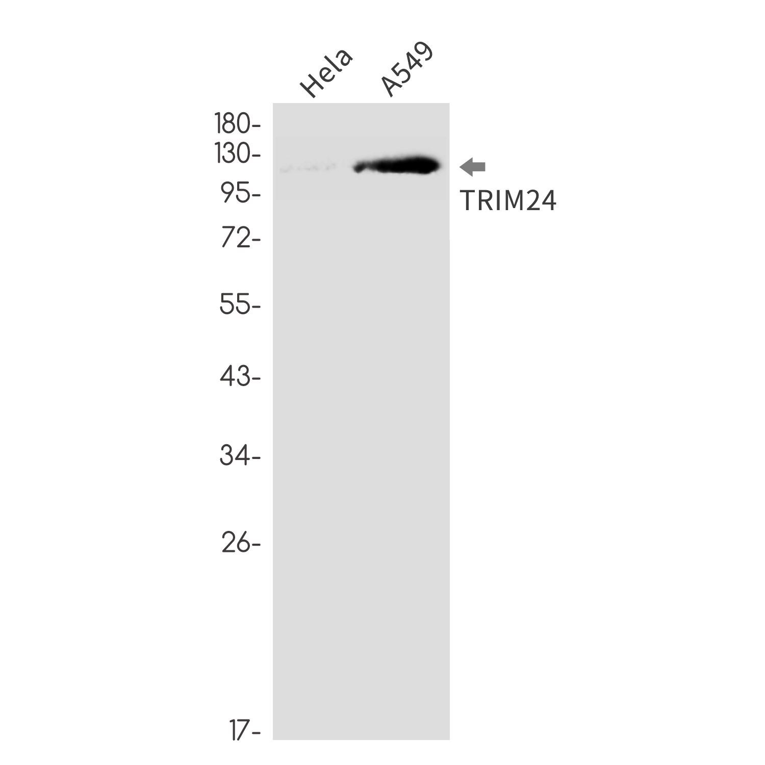 Rabbit Monoclonal Antibody to TRIM24