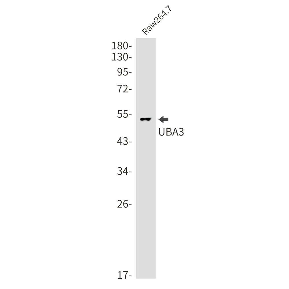 Rabbit Monoclonal Antibody to NEDD8 Activating Enzyme E1C