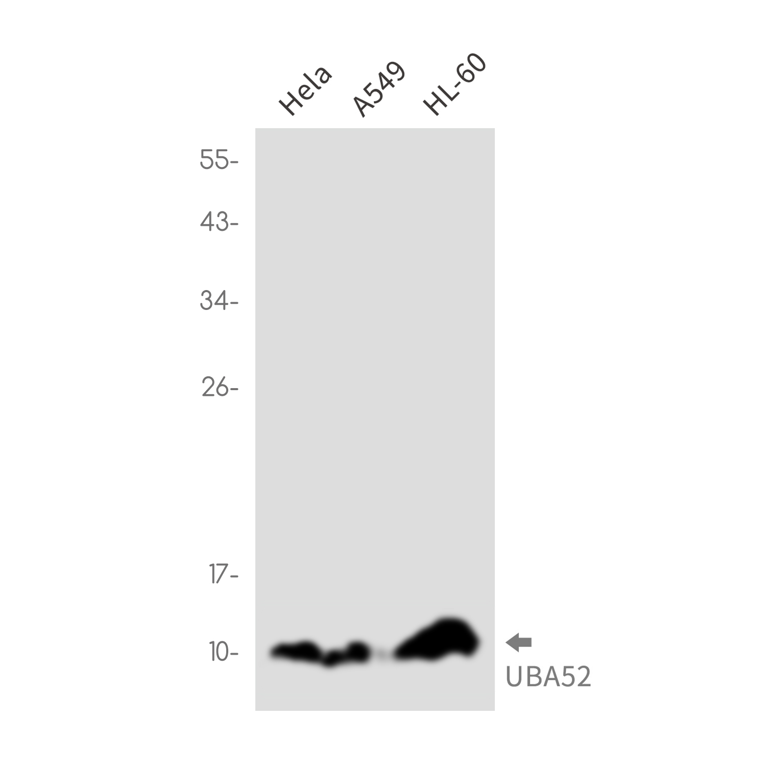 Rabbit Monoclonal Antibody to Ubiquitin 60S Ribosomal Protein L40